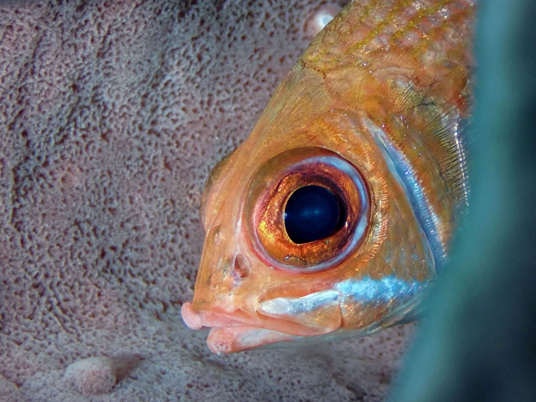 Behind the Shot: I Shot a Fish in a Barrel and Won