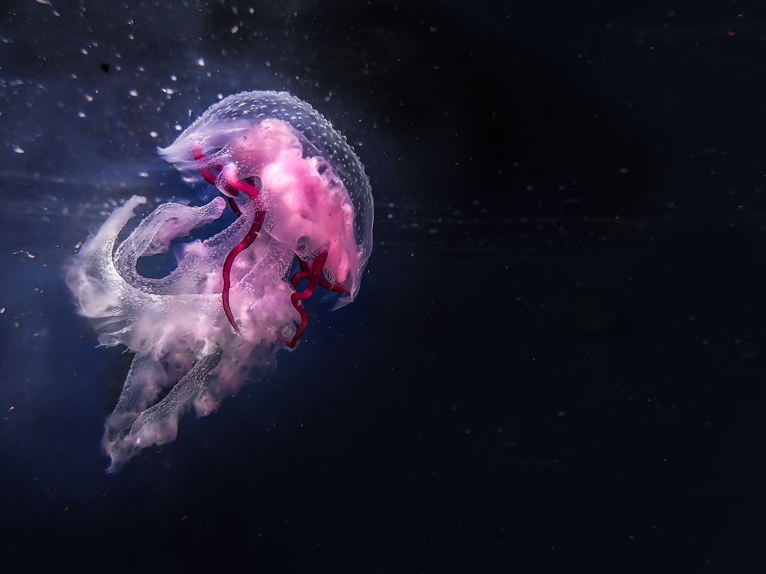 Jellyfish image by Keri Muller taken with a Canon R camera inside an Ikelite underwater housing