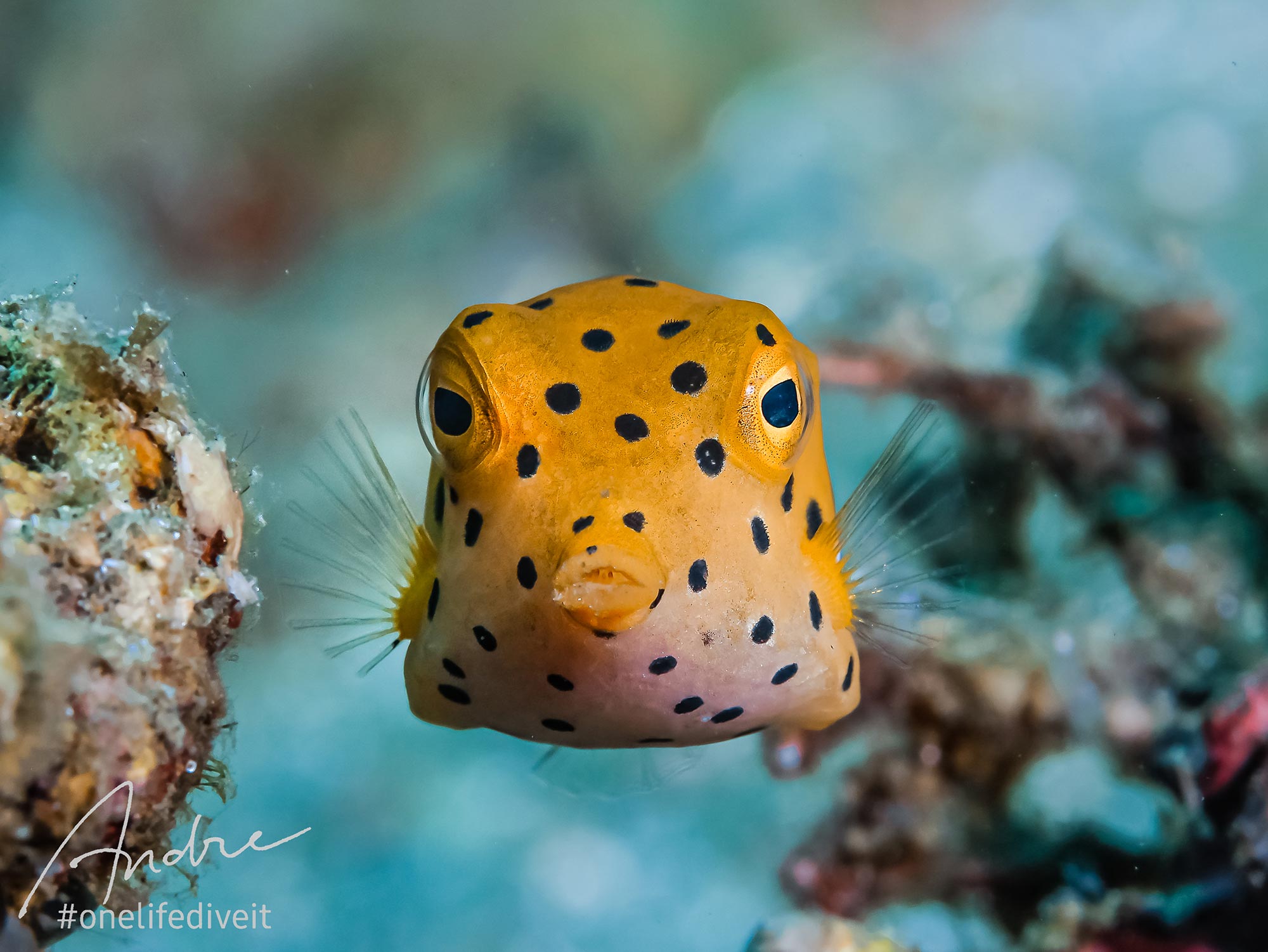Featured Customers | Andre Baonz Diving for the Details