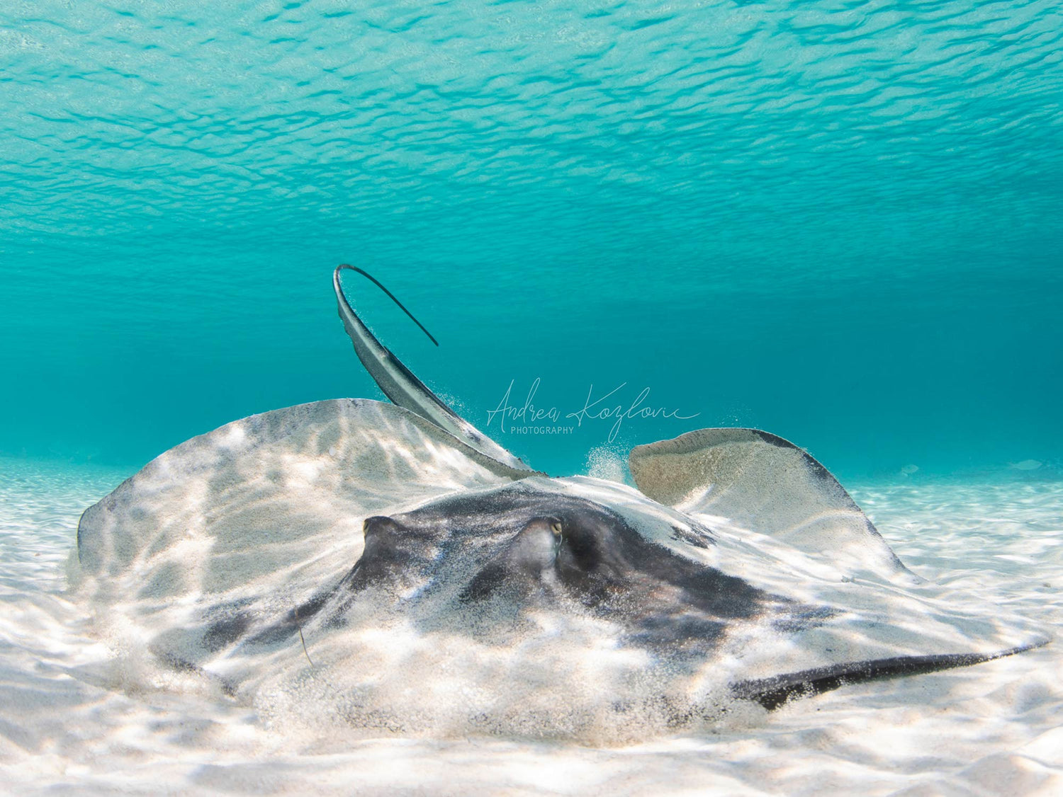 Featured Customers | Andrea Kozlovic Making Waves