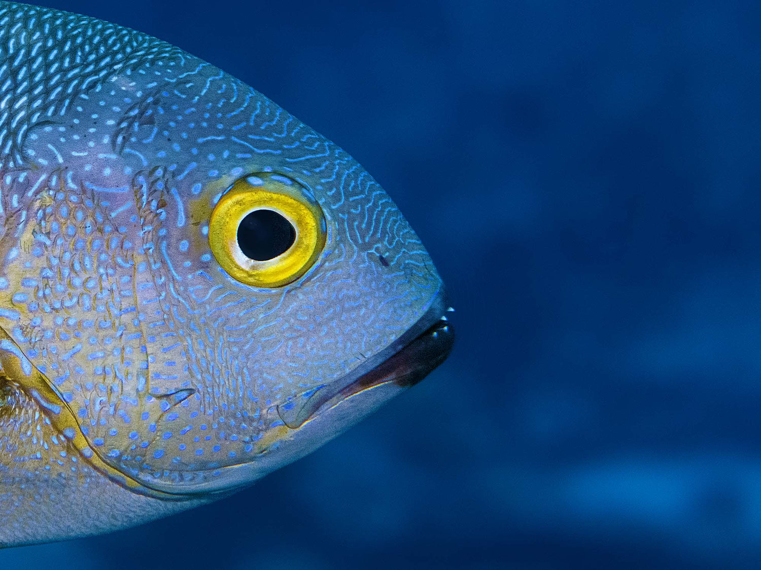 Featured Customers | Giorgio Bonmassar Underwater Photography & Neurotechnology