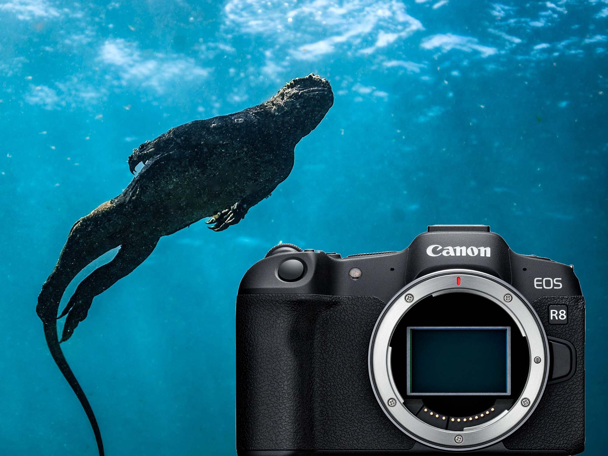 Canon R8 Underwater in Galapagos copyright Nirupam Nigam Bluewater Photo