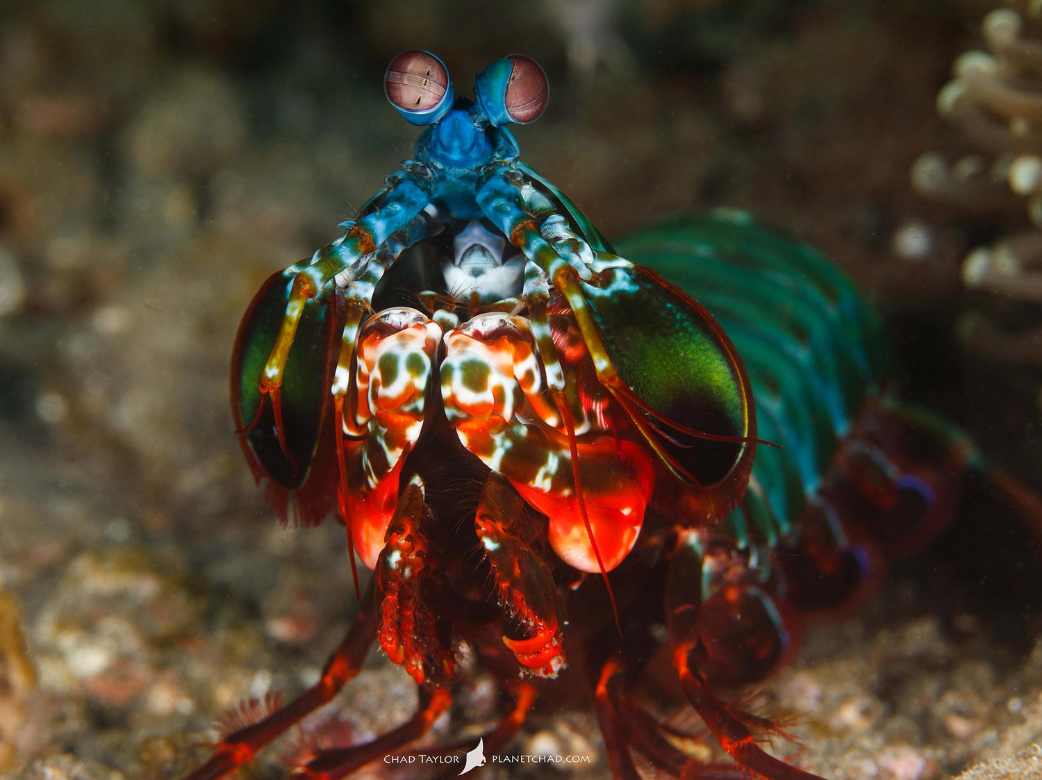 Featured Customers | Chad Taylor For the Love of Macro