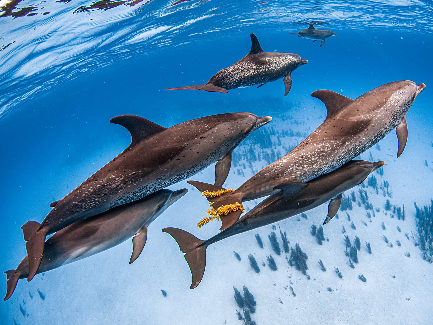 Featured Customers | Chloe Keidaish Go Big or Go Home