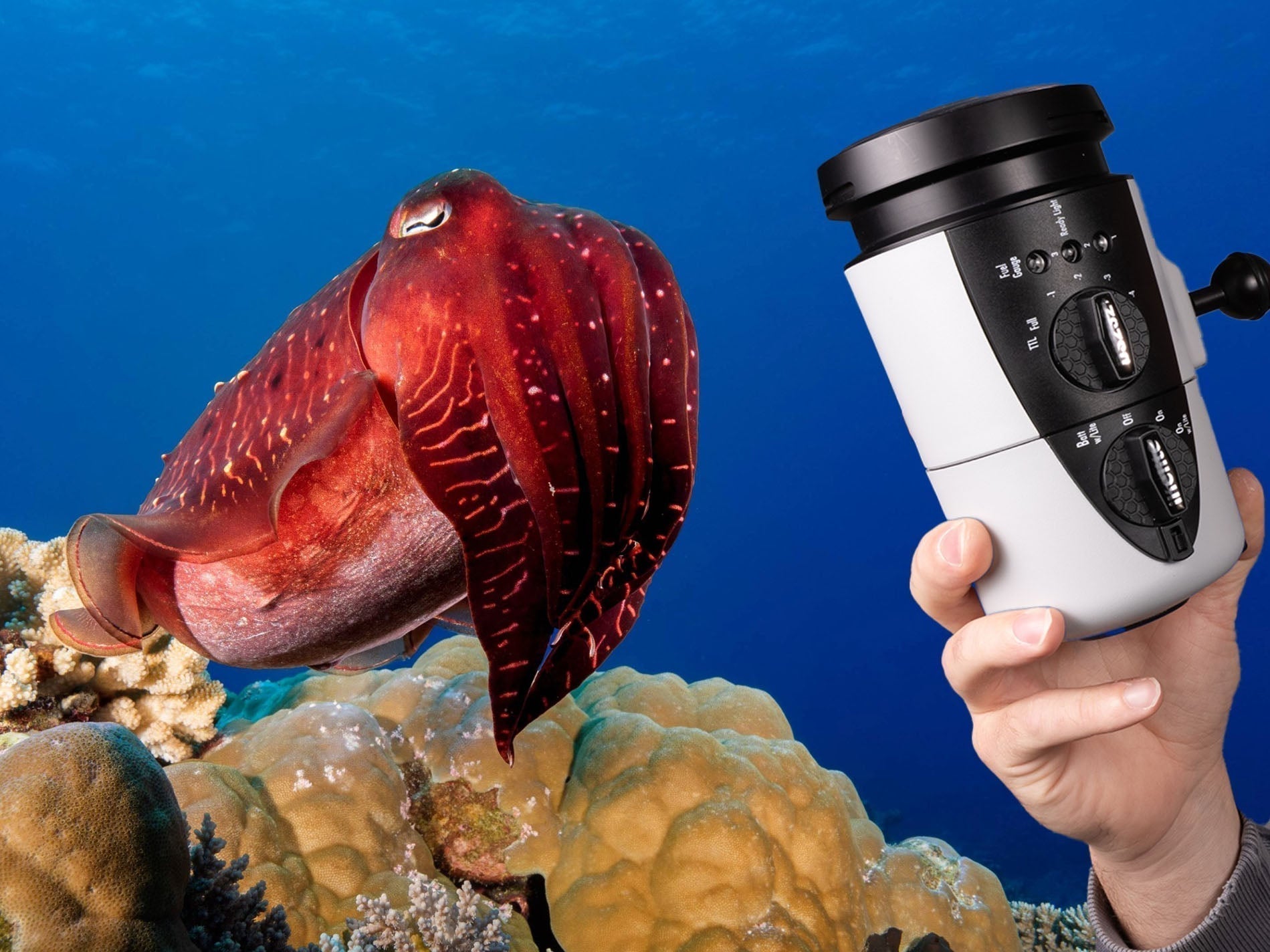 Cuttlefish with Ikelite DS232 Strobe for an Ikelite DS232 Strobe Hybrid for Underwater Video Review
