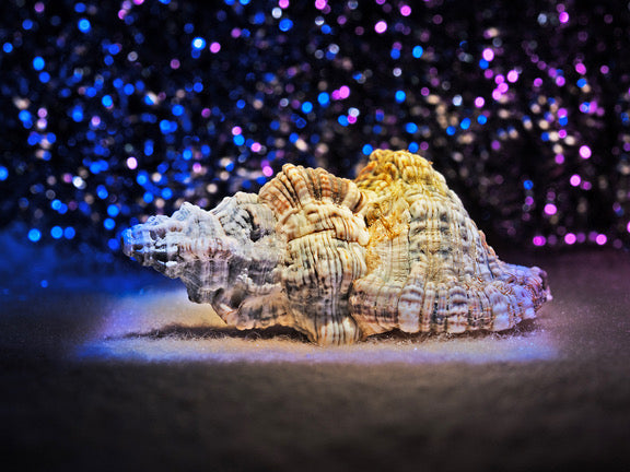 Just Add Light: Enhancing Underwater Photography with Colored Lighting