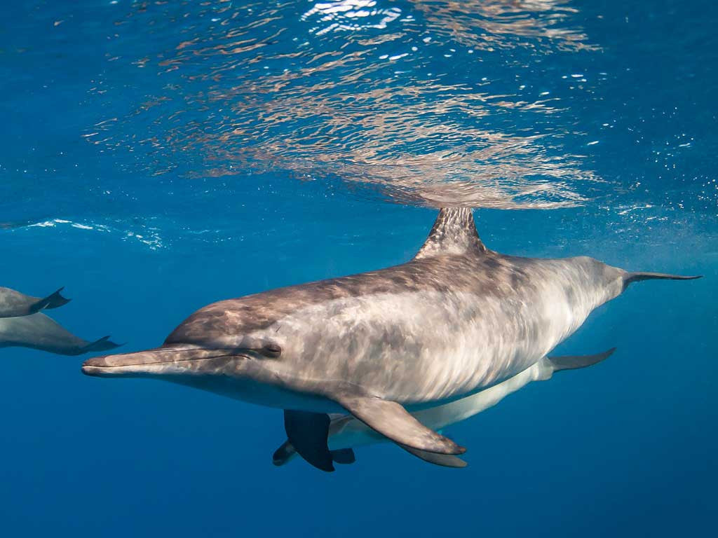 Natural Light Photography Underwater