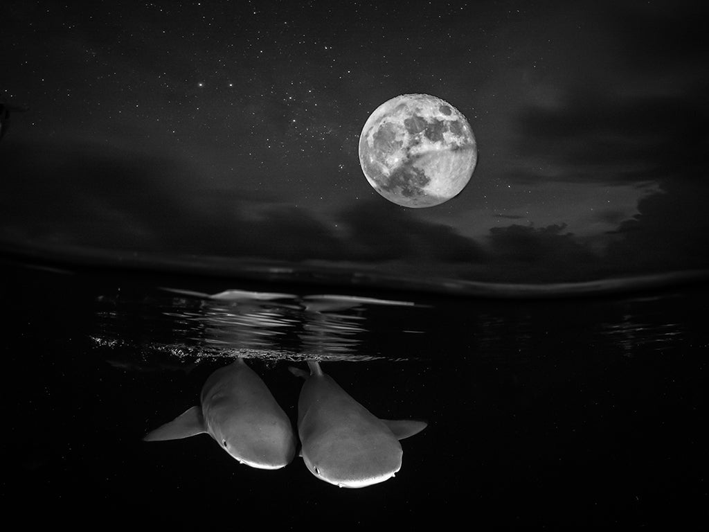 Compositing Underwater Photos with the Full Moon