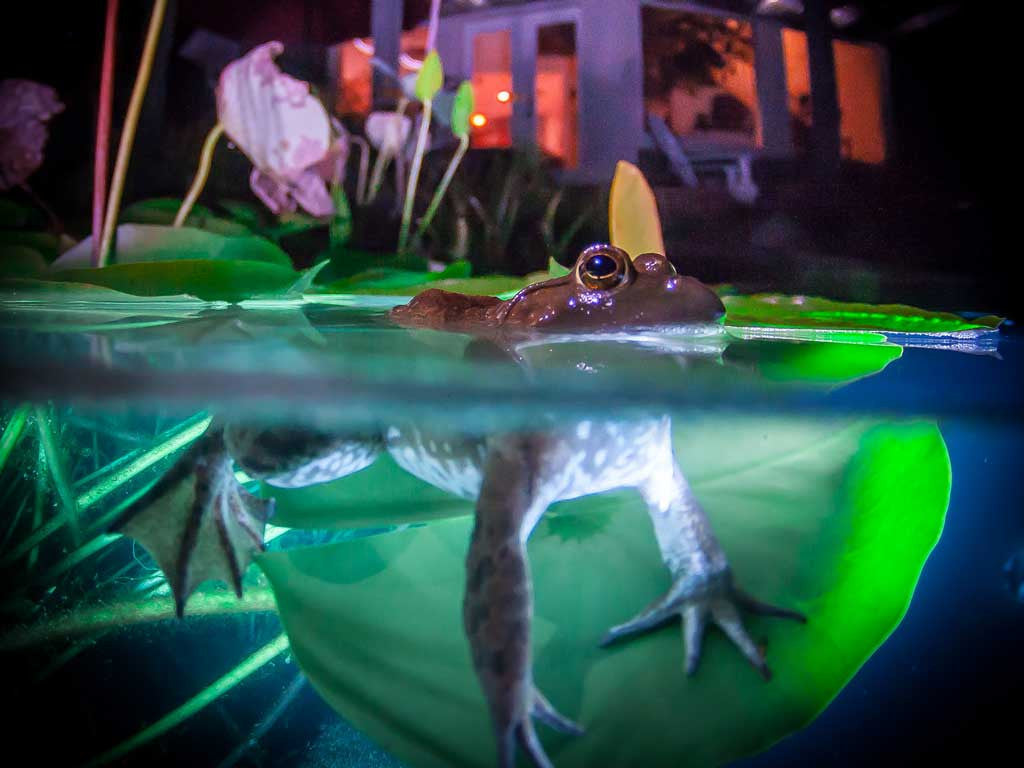 Backyard Underwater Photo Studio