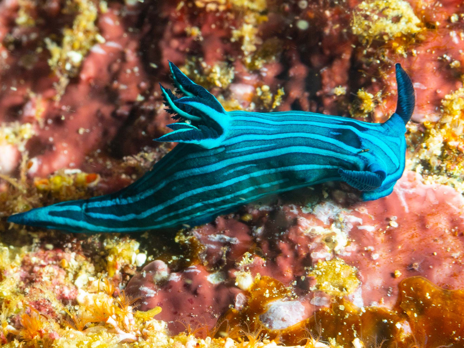 Featured Customers | Mantas Vidutis Working to Dive