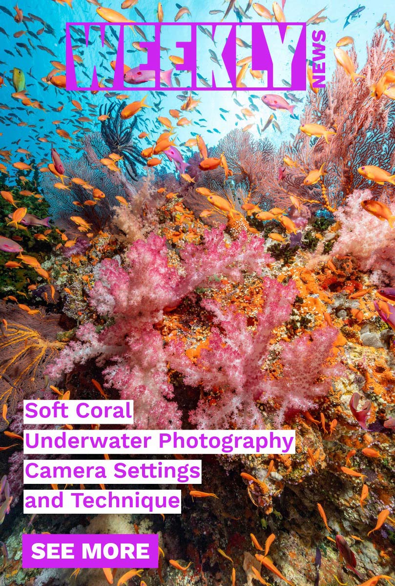 Ikelite Weekly Newsletter Cover Image for Issue 04/03/2026