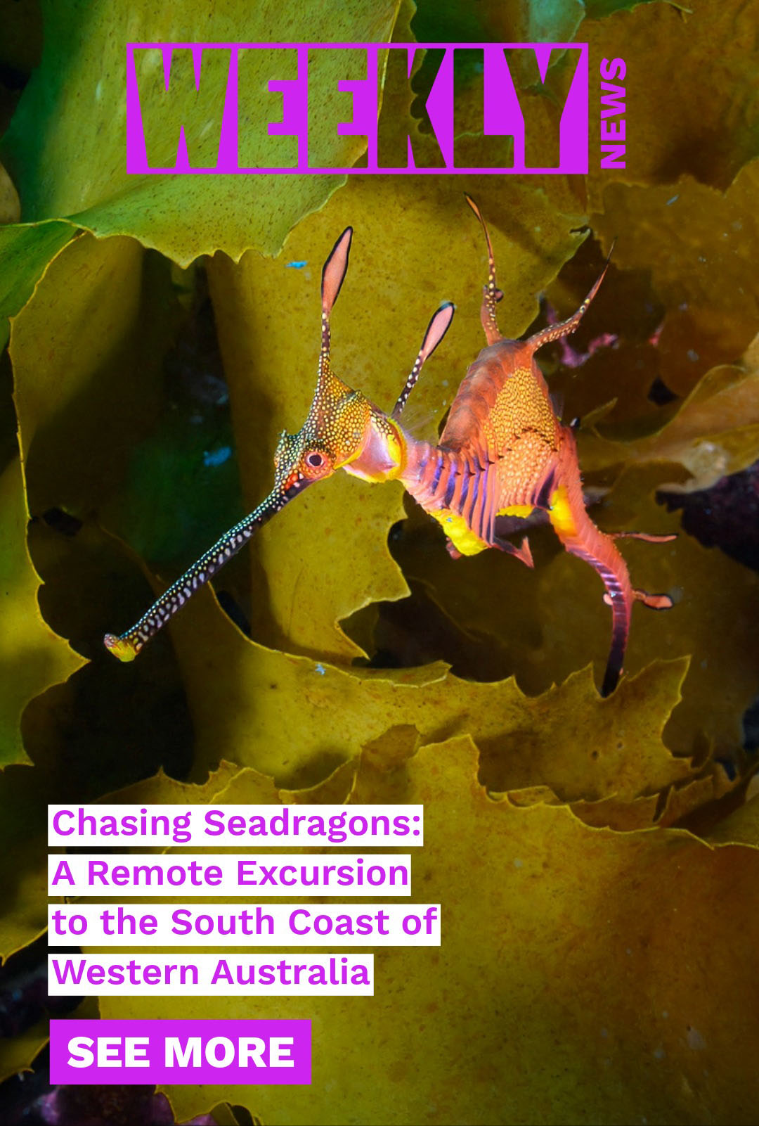 Chasing seadragons in rural Australia, documenting underwater archaeology with Sony a7 V, Peter Muld's marine conservation in Sweden.