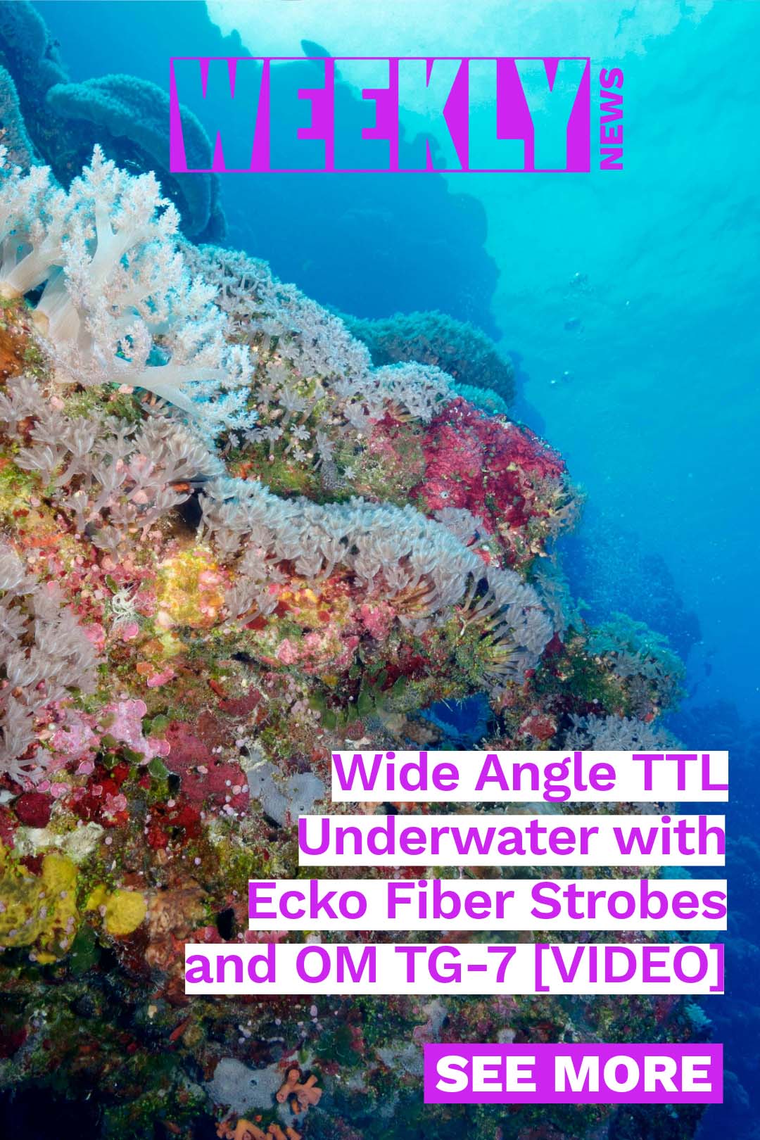 Wide angle photography with Ecko Fiber Strobes. Canon RF 7-14mm underwater results. Featured Customers Jess Backer and Sara Foszcz.
