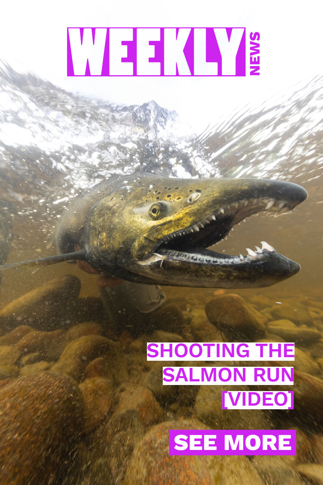 Shooting the salmon run, RC232 TTL Fiber Optic Strobes in Palau, Featured Customer Valerie Albright
