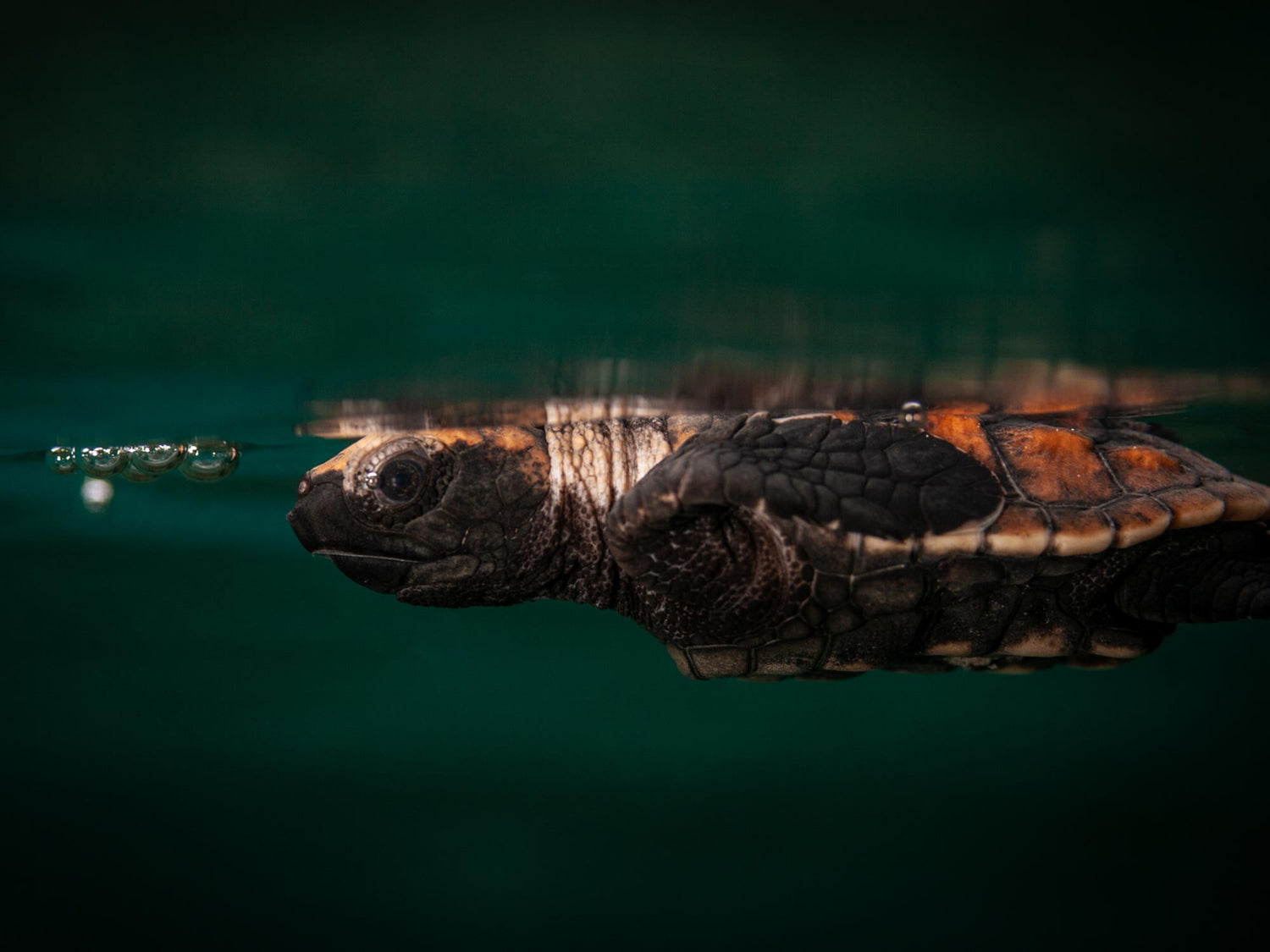 Featured Customers | Nick Grippo The Joy of Exploration