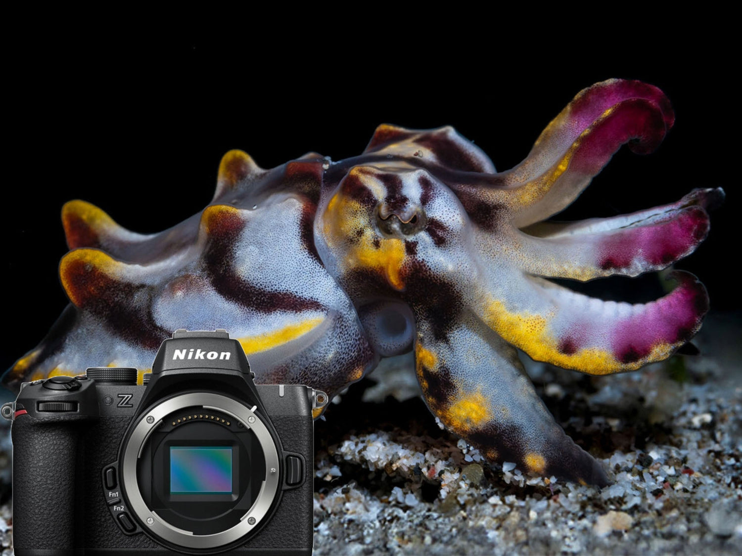 Nikon Z50 II cover image for Ikelite Underwater Systems Nikon Z50 II and NIKKOR Z MC 105mm macro lens underwater review