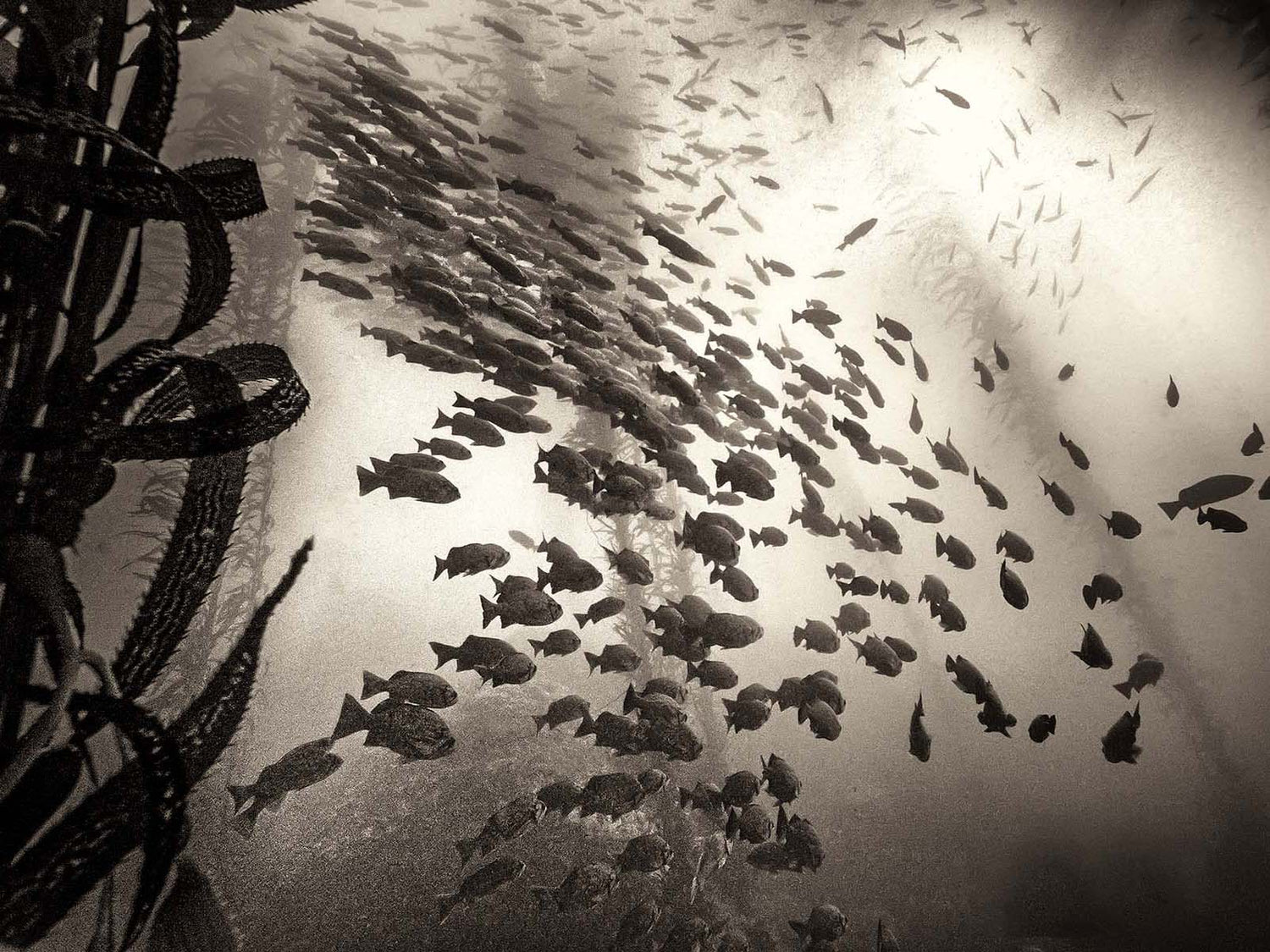 Featured Customers | Ryuijie The Art of Underwater Photography on Film