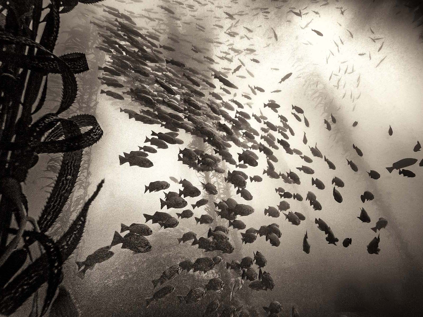 Featured Customers | Ryuijie The Art of Underwater Photography on Film