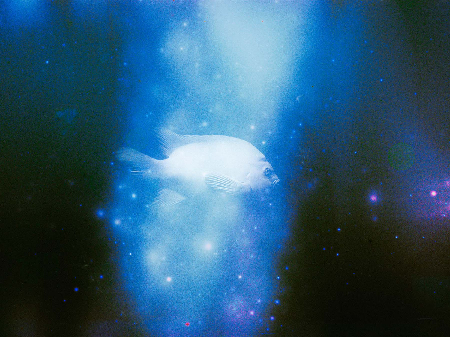 Claudia S. Sepulveda S. Cover image for Ikelite Underwater Systems Featured Customer Gallery