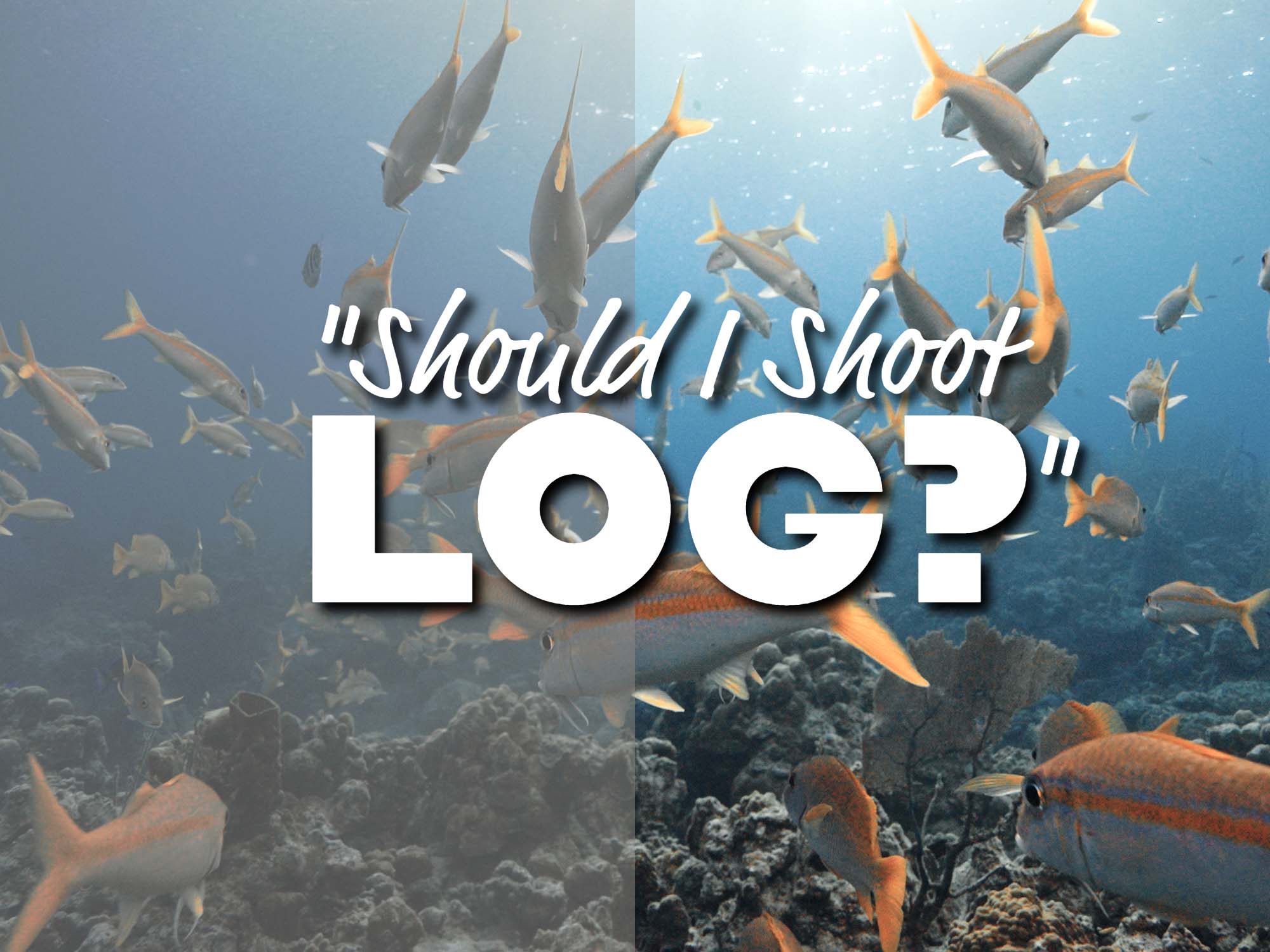 Should You Be Shooting LOG Video Underwater?