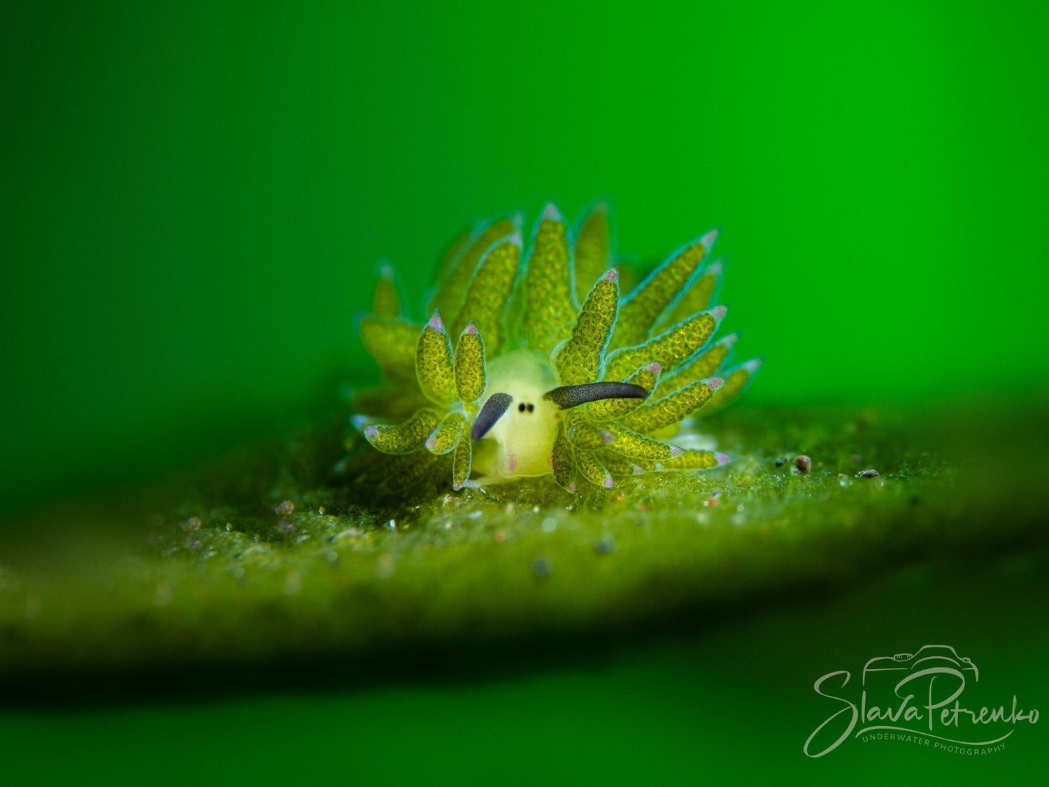 Macro image of a nudibranch taken by Slava Petrenko with the Canon R5 II inside an Ikelite underwater housing