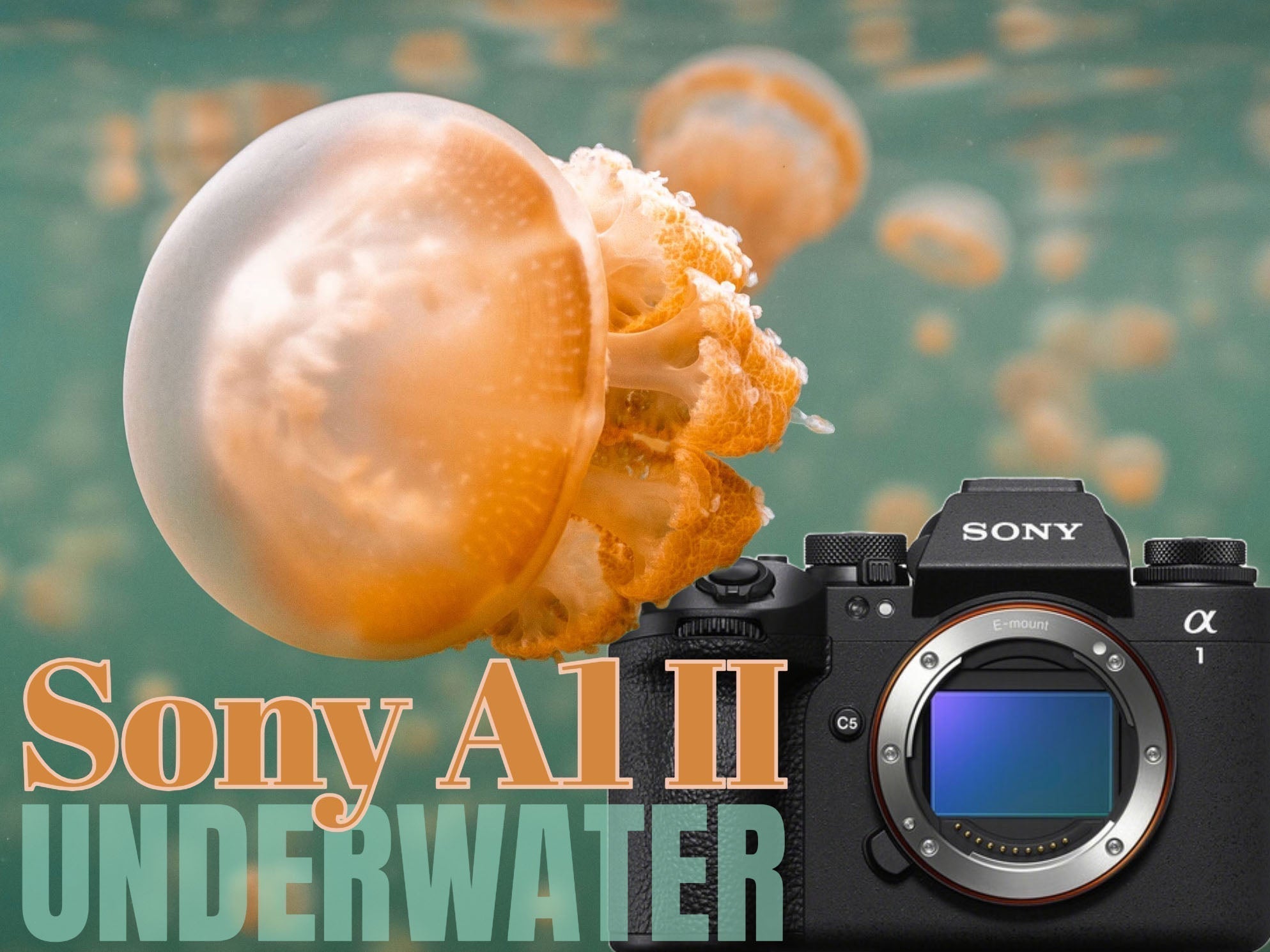 Jellyfish image taken by Logan Wood with the Sony a1 II in an Ikelite underwater housing