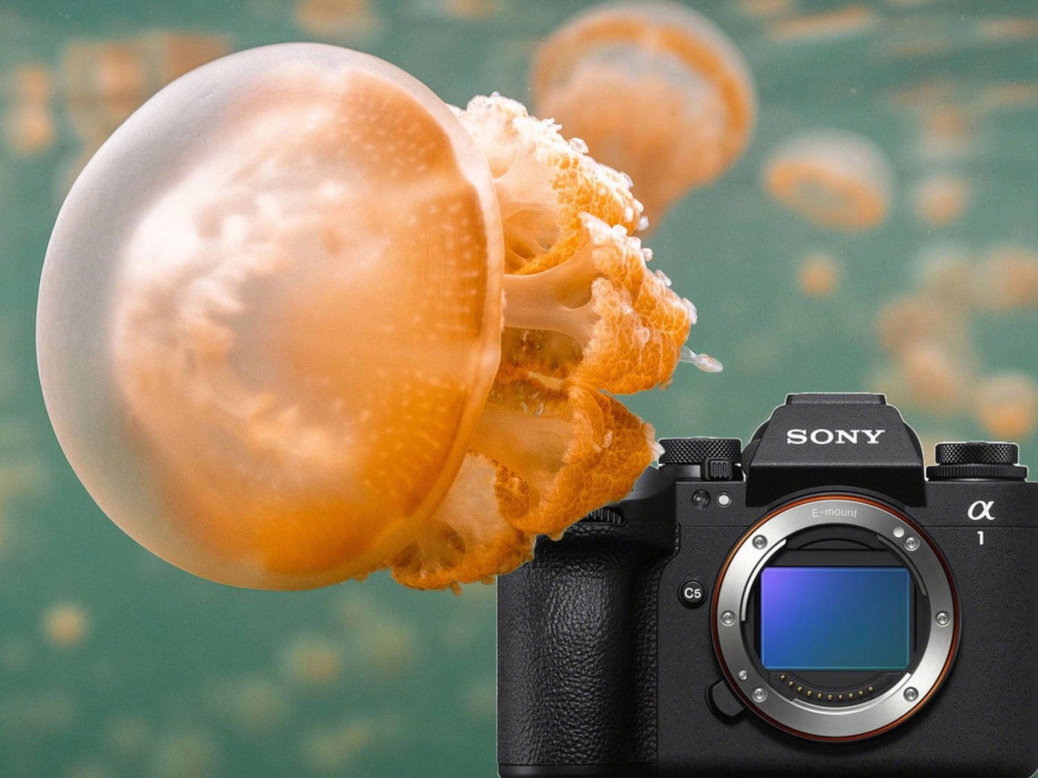 Sony a1 II pictured with a jellyfish in Raja Ampat, Indonesia camera review for Ikelite Underwater Systems