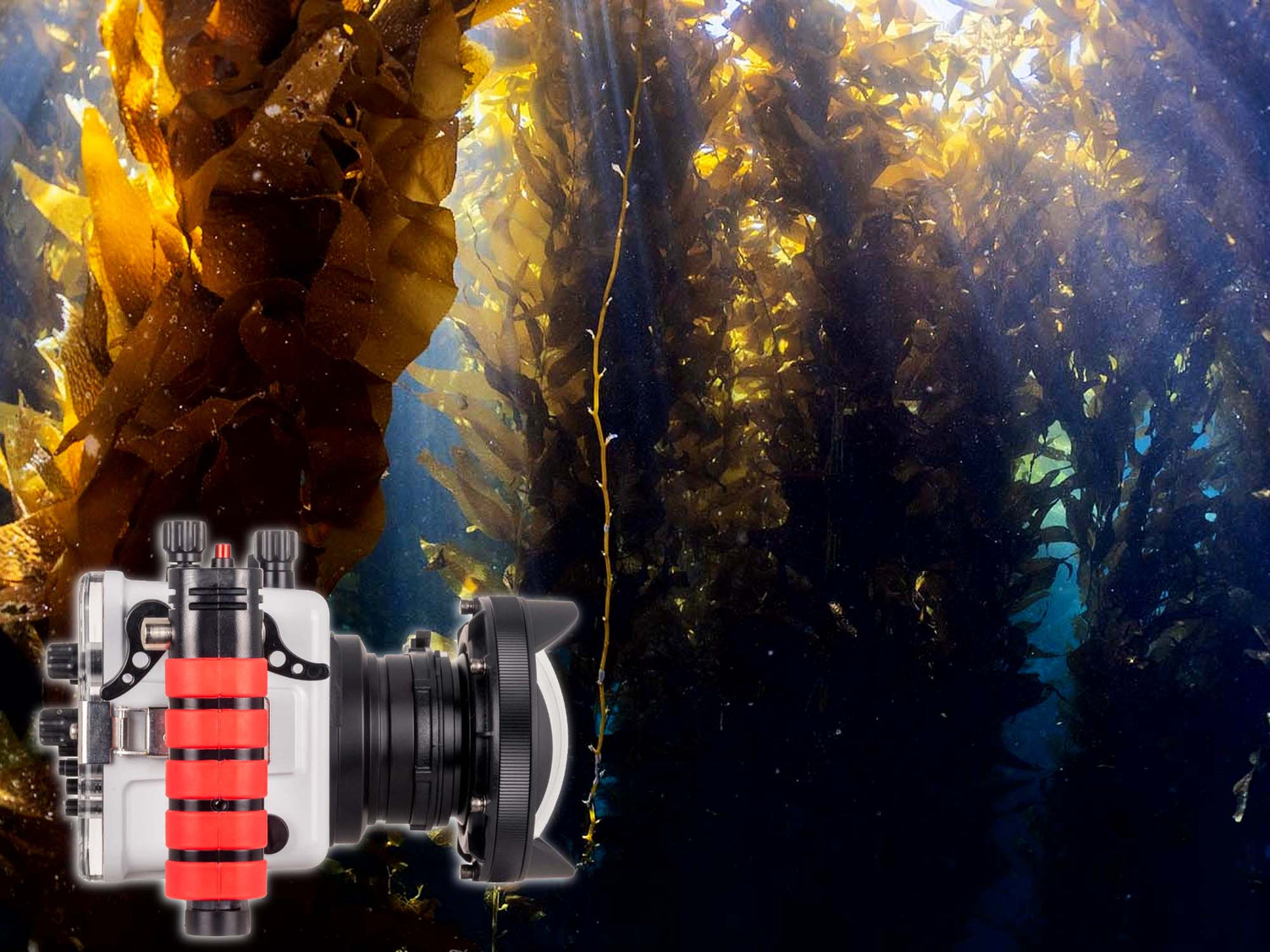 Sony a6700 Ikelite Underwater Systems Wet Lens Underwater Housing in Kelp Forest Catalina Island California