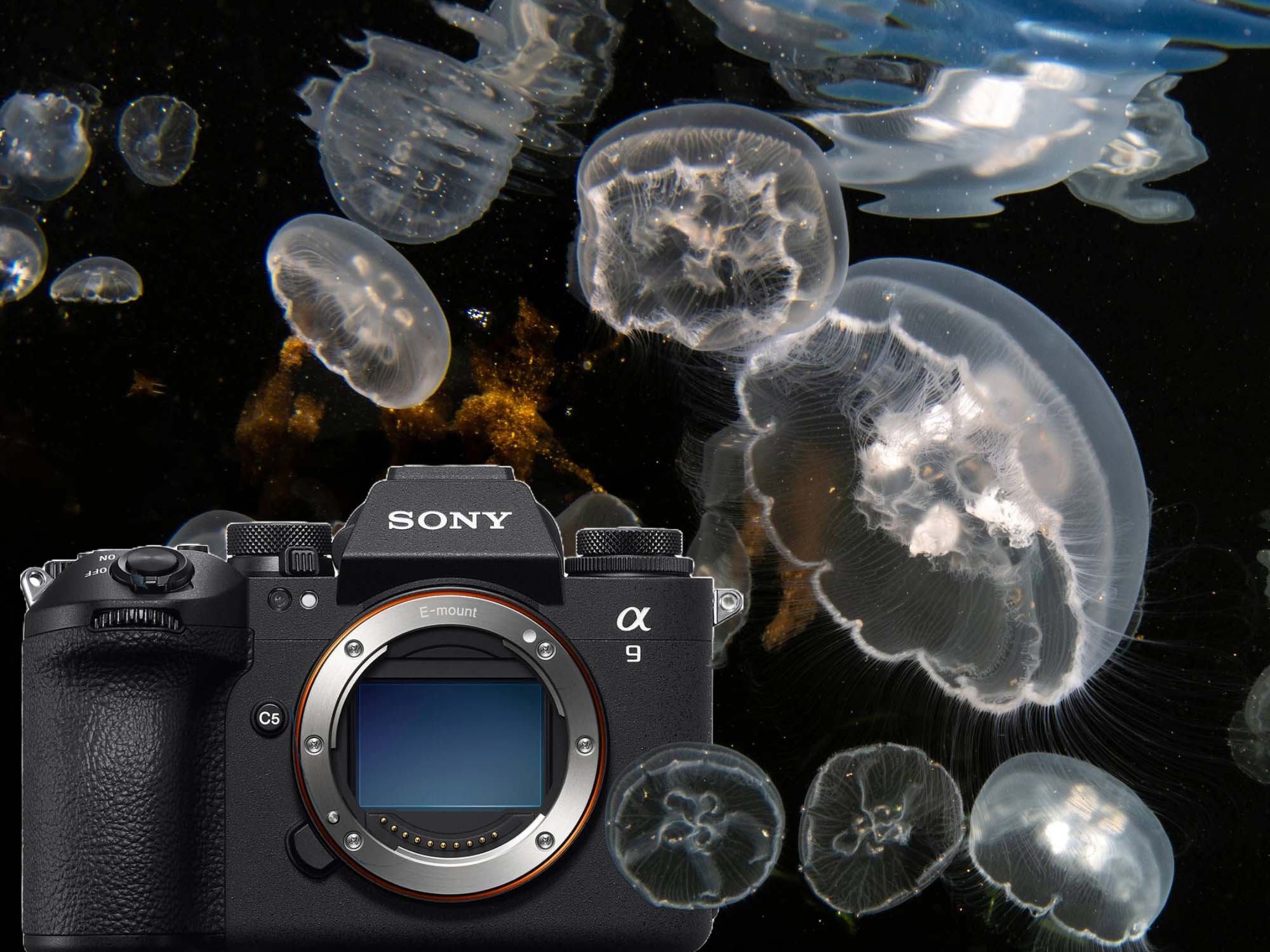 Sony a9 III Underwater Photos & 4K Video Results [VIDEO]