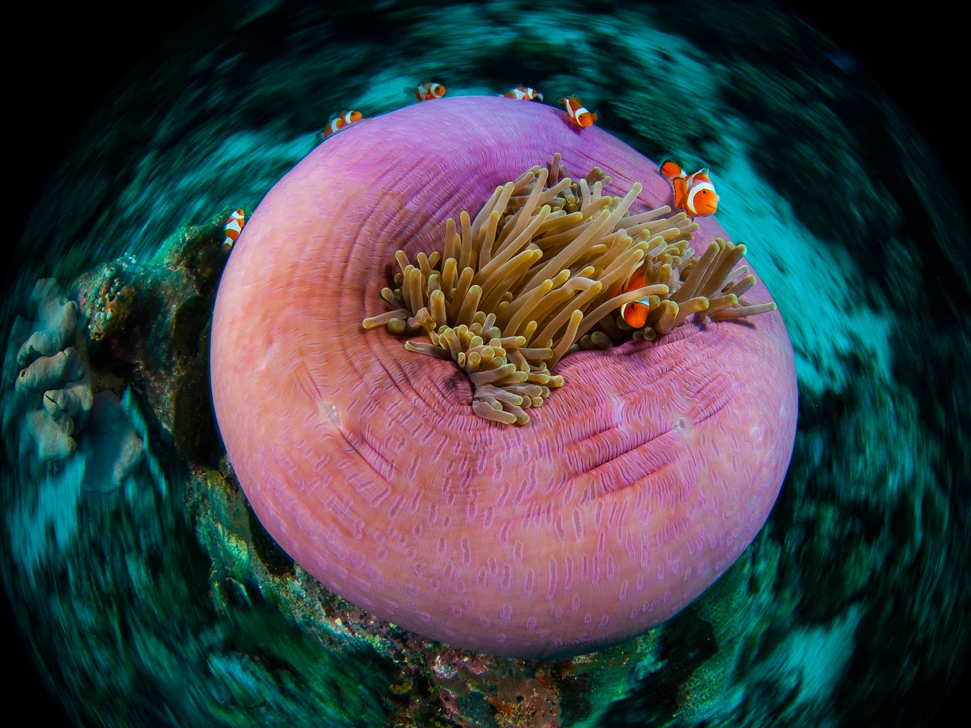 Clowning Around | Shooting the Anemonefish Circus