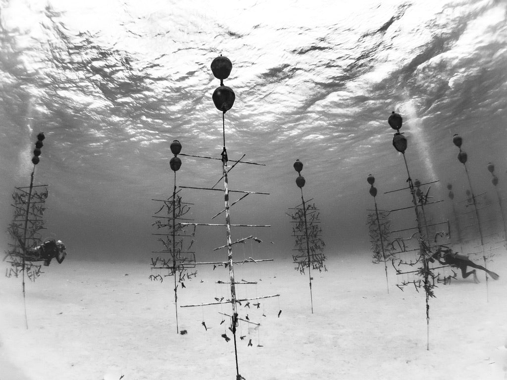 Coral Reef Restoration Program in Bonaire