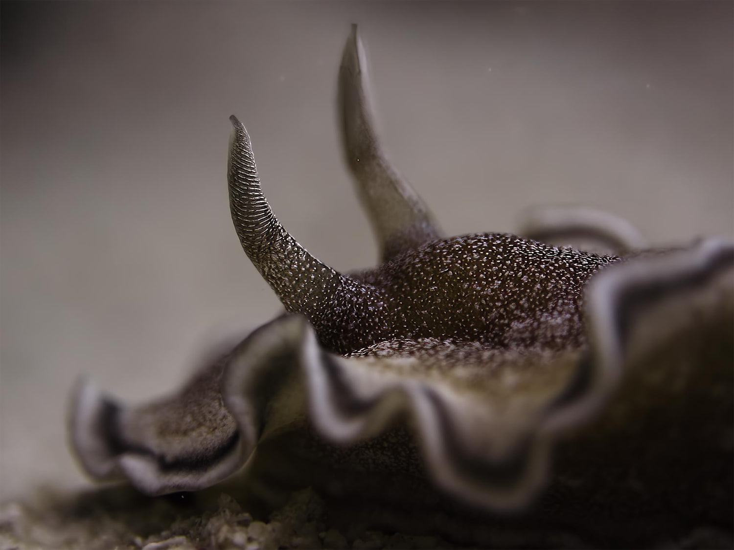 Featured Customers | Anna and Florentin Züst-Schlatter Under the Surface