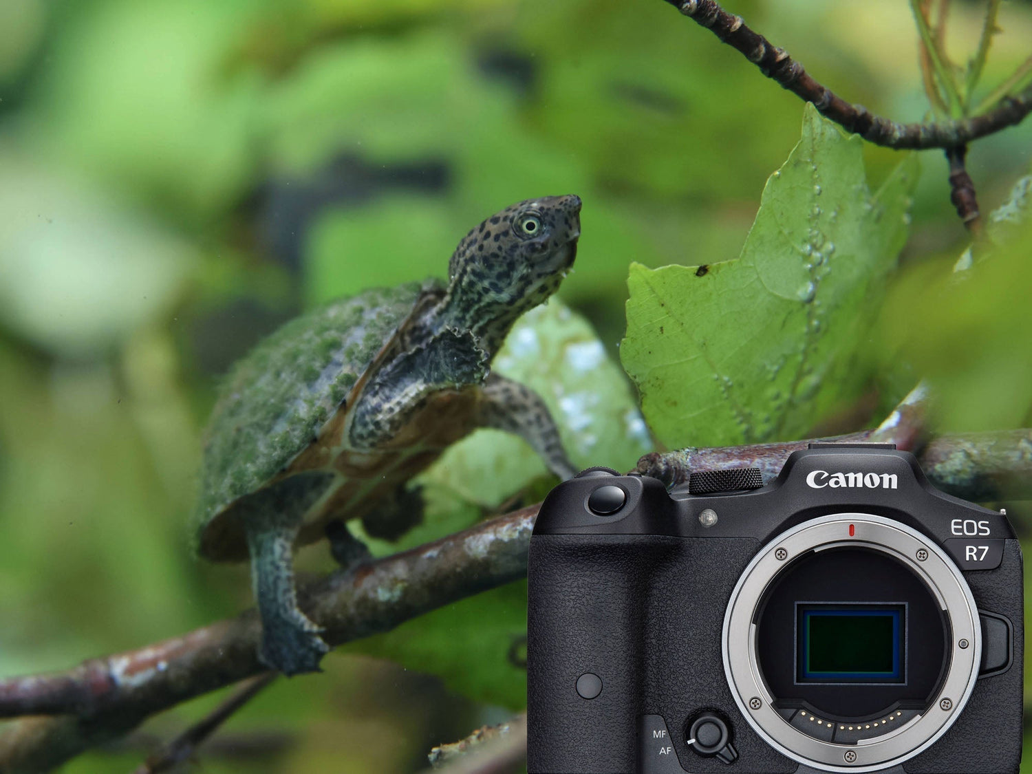 From Point-and-Shoot to Mirrorless: My Underwater Photography Upgrade to the Canon R7