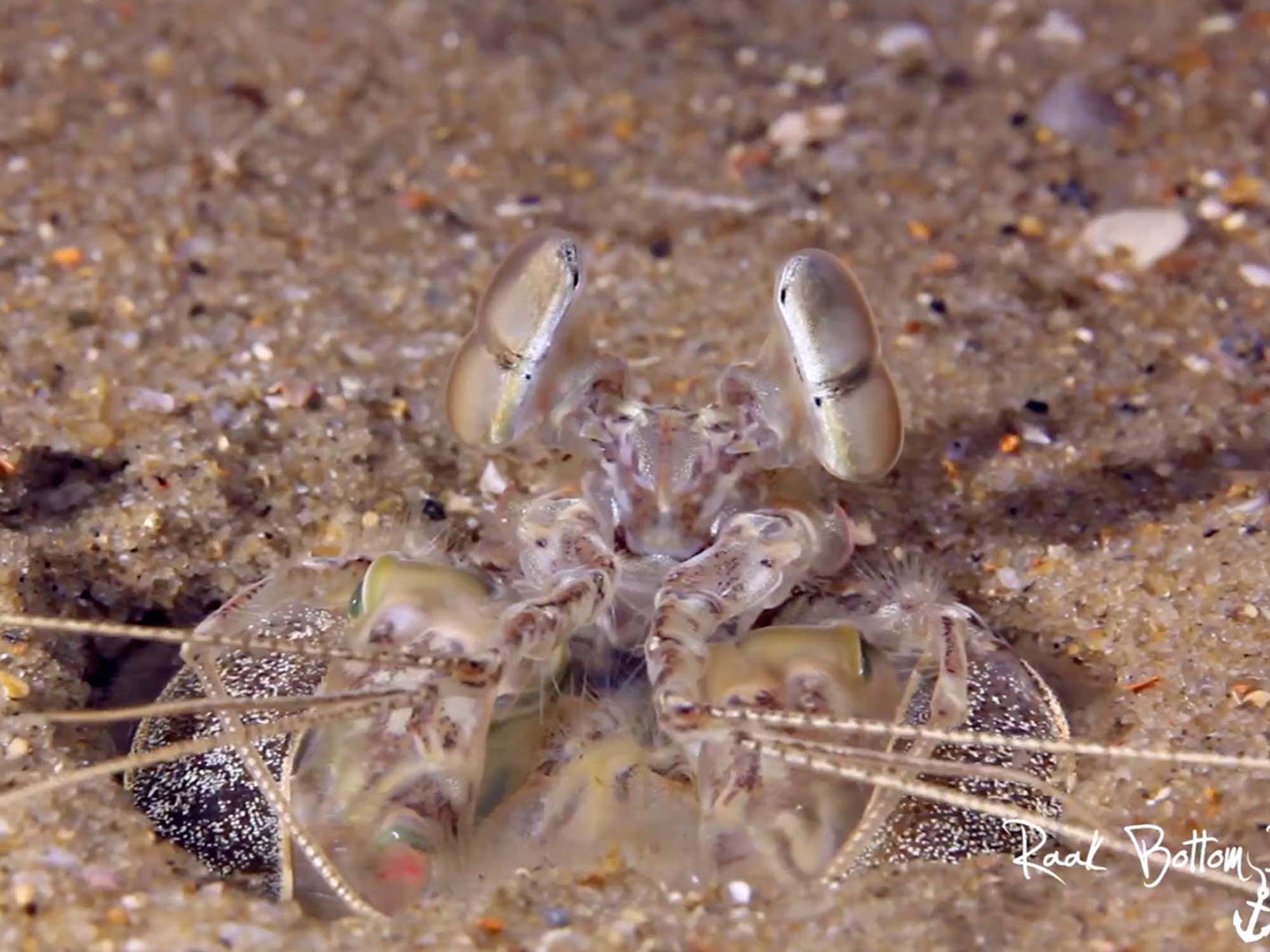 Creature Feature: Scaly-Tailed Mantis Shrimp [VIDEO]