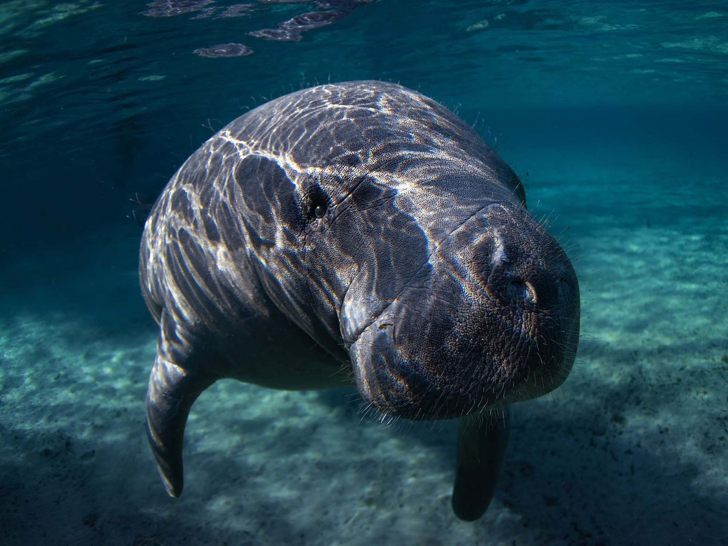 Featured Customers | Avery Rust A Day with Manatees in a Florida Spring