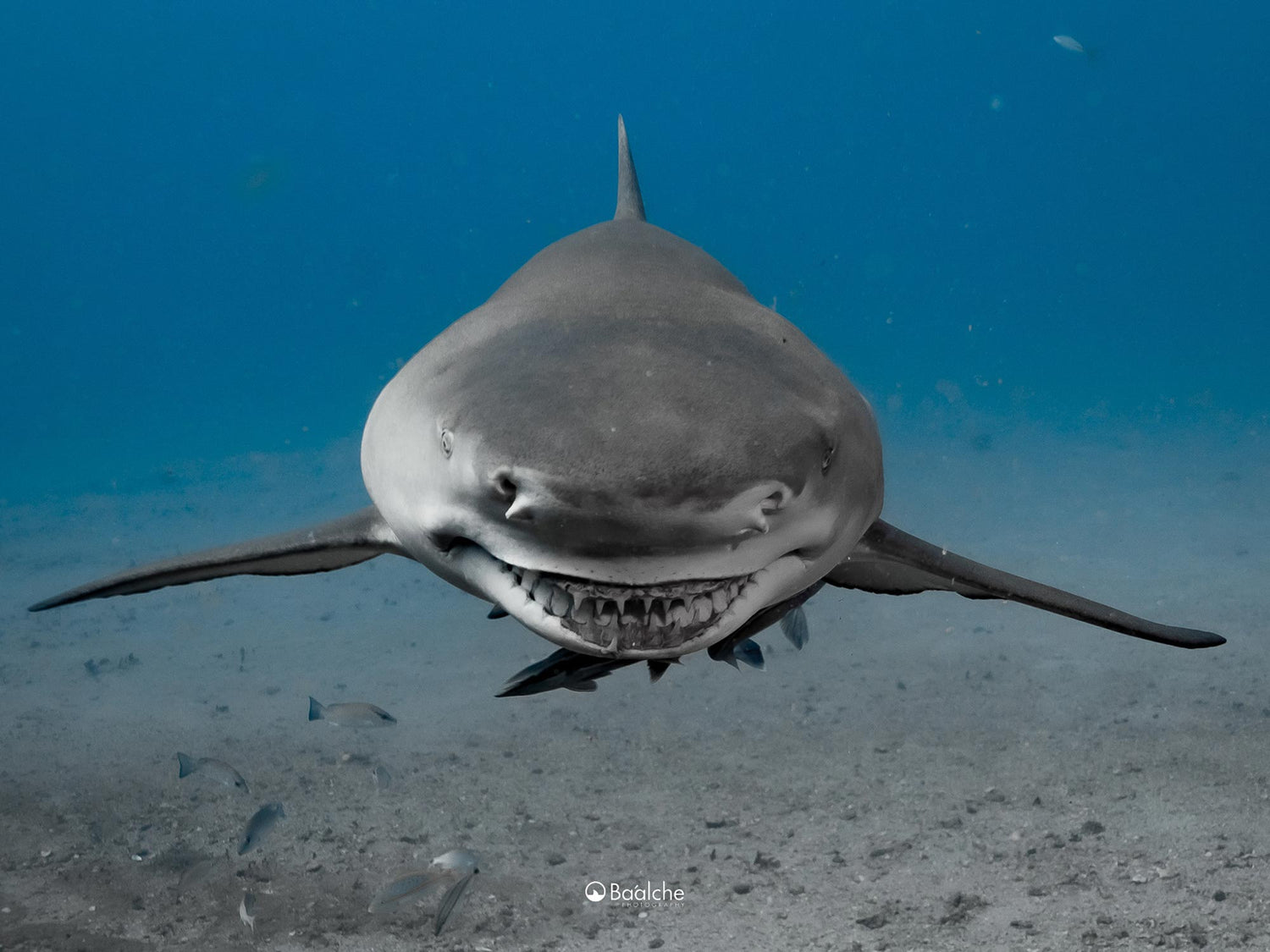 Featured Customer | Baálche Photography Win a World Cup