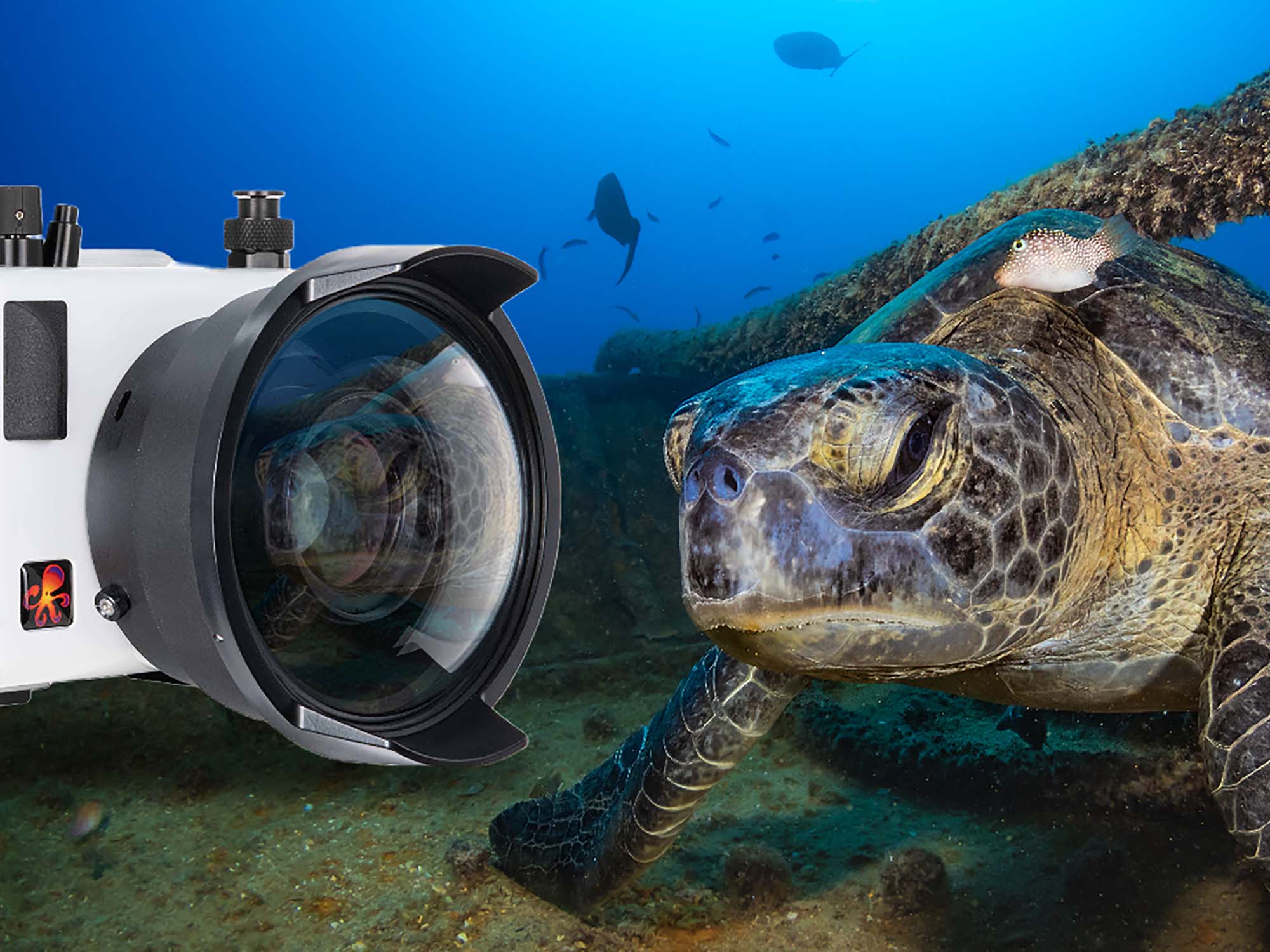 The BEST Entry-Level Compact Camera Housing Underwater Right NOW!