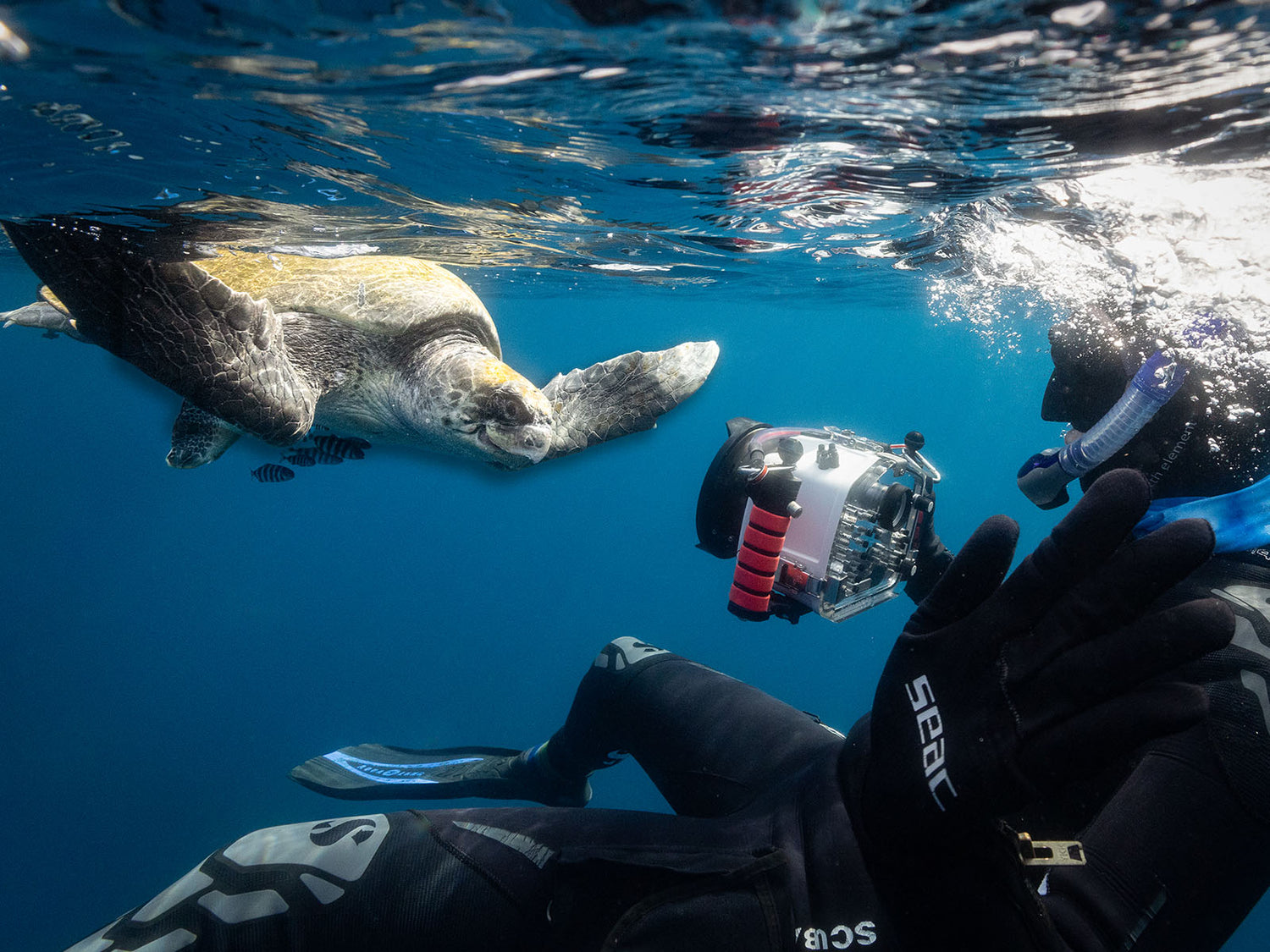 Top 3 Best Lenses for Nikon Full Frame Mirrorless Underwater Review by Ikelite Underwater Systems' Logan Wood