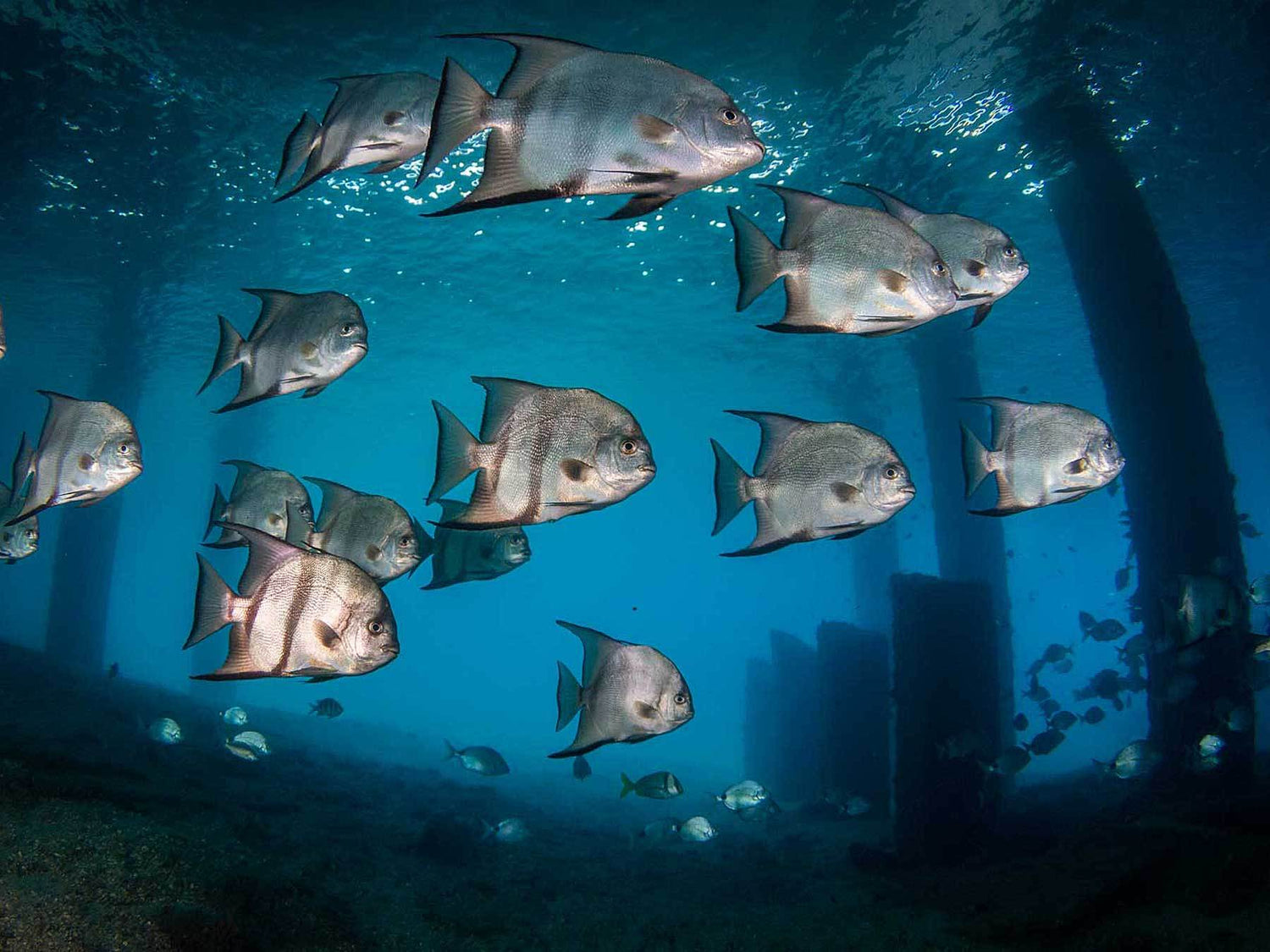 An Insider's Guide to Diving the Blue Heron Bridge, Florida