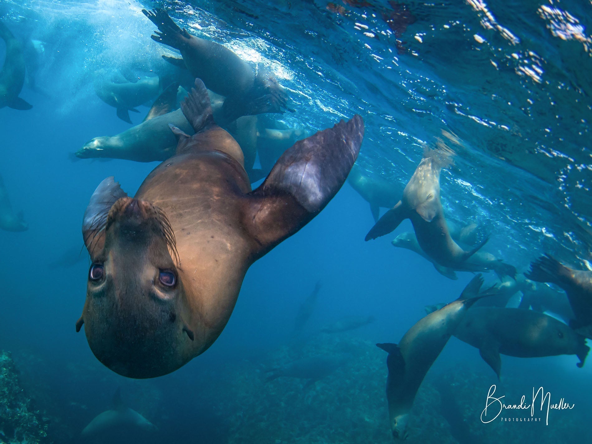 Ikelite Ambassador Brandi Mueller Sardine Run Expedition in Magdalena Bay, Mexico November 2026