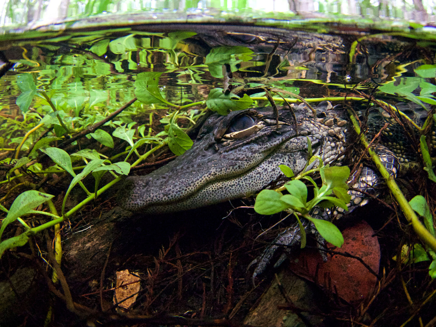 Featured Photographer: Bryant Turffs on Looking Deeper