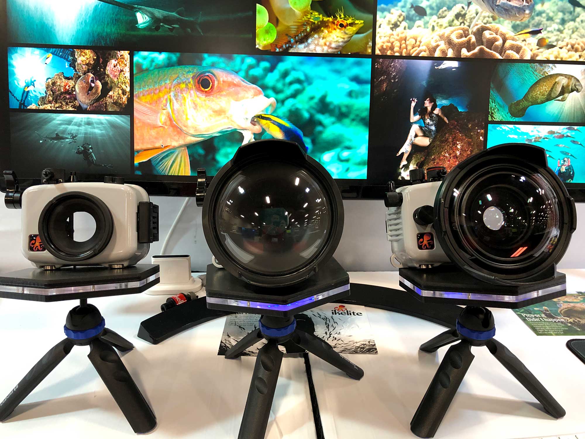 Event | Beneath the Sea | October 9-11, 2020