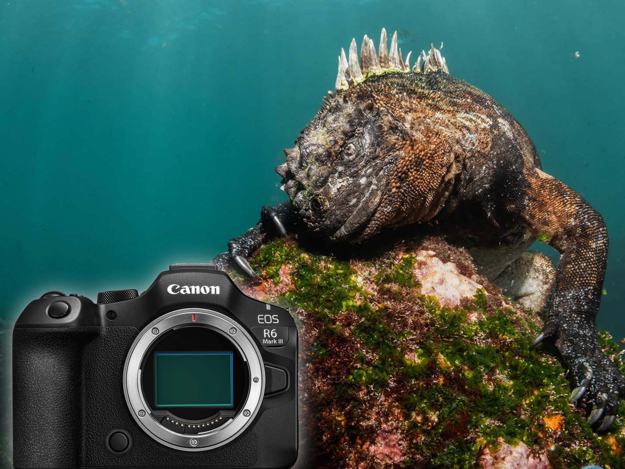 Canon R6 III Underwater in the Galápagos