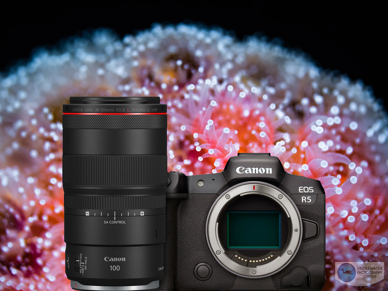 Underwater with the Canon RF 100mm Macro Lens and EOS R5