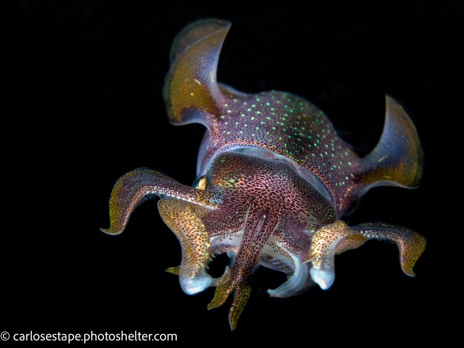 Customer Photos | Carlos and Allison Estape Citizen Scientists