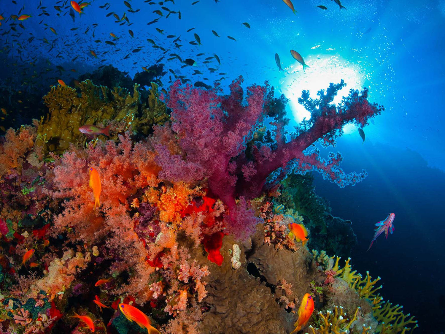 Colorful coral reef image by Charlie Patriarca taken with Nikon D780 inside an Ikelite 200DL Underwater Housing