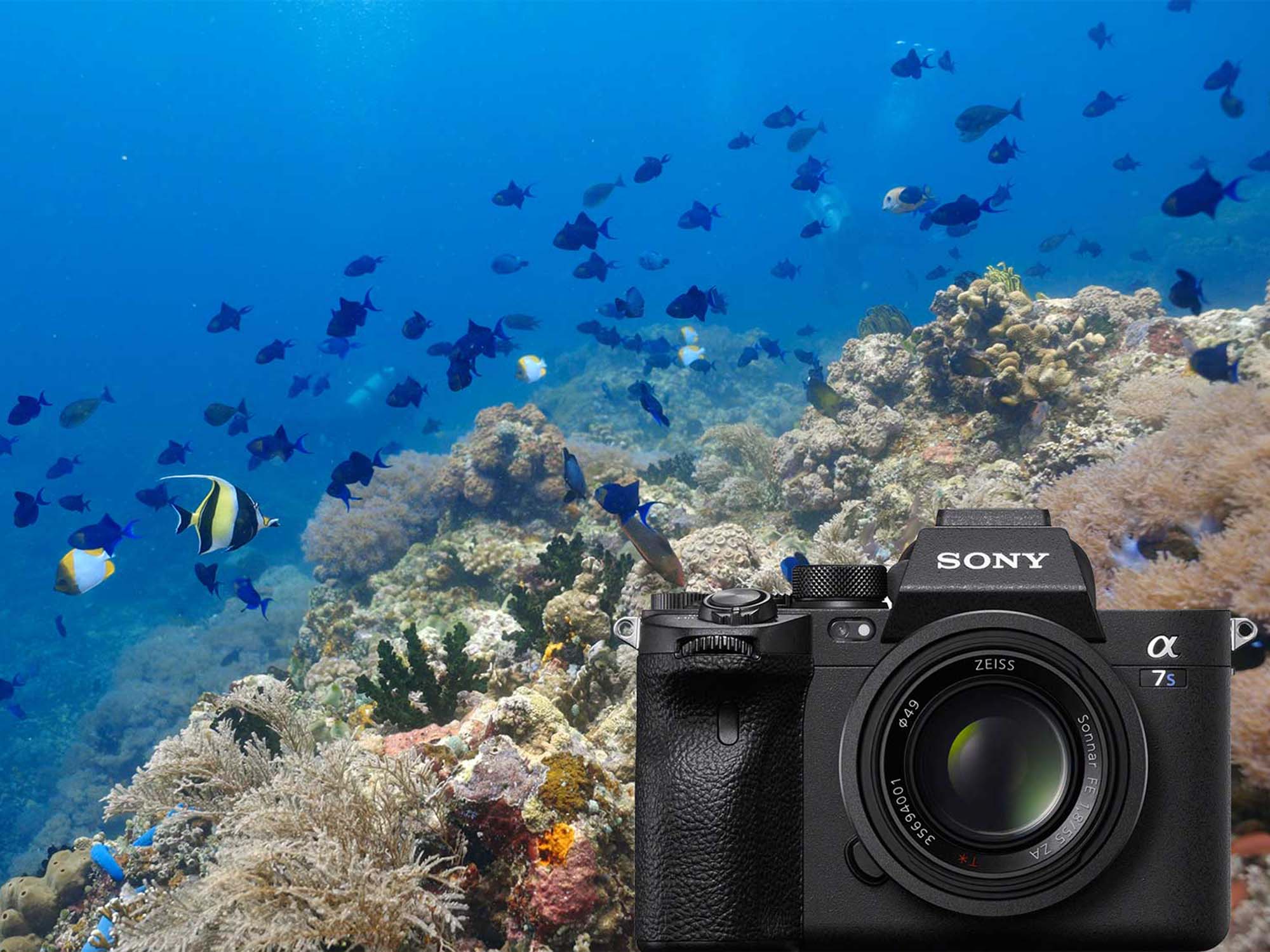 Sony a7S III Underwater Video Sneak Peek [VIDEO]