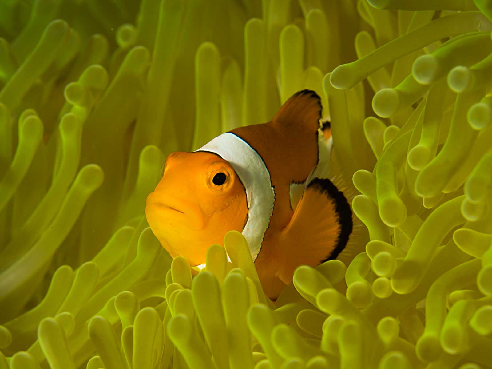 yellow clownfish