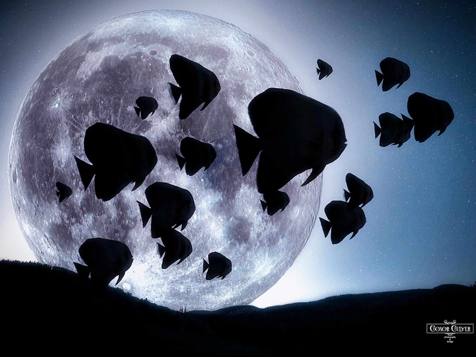 Beyond the Lens with Underwater Surrealist Conor Culver