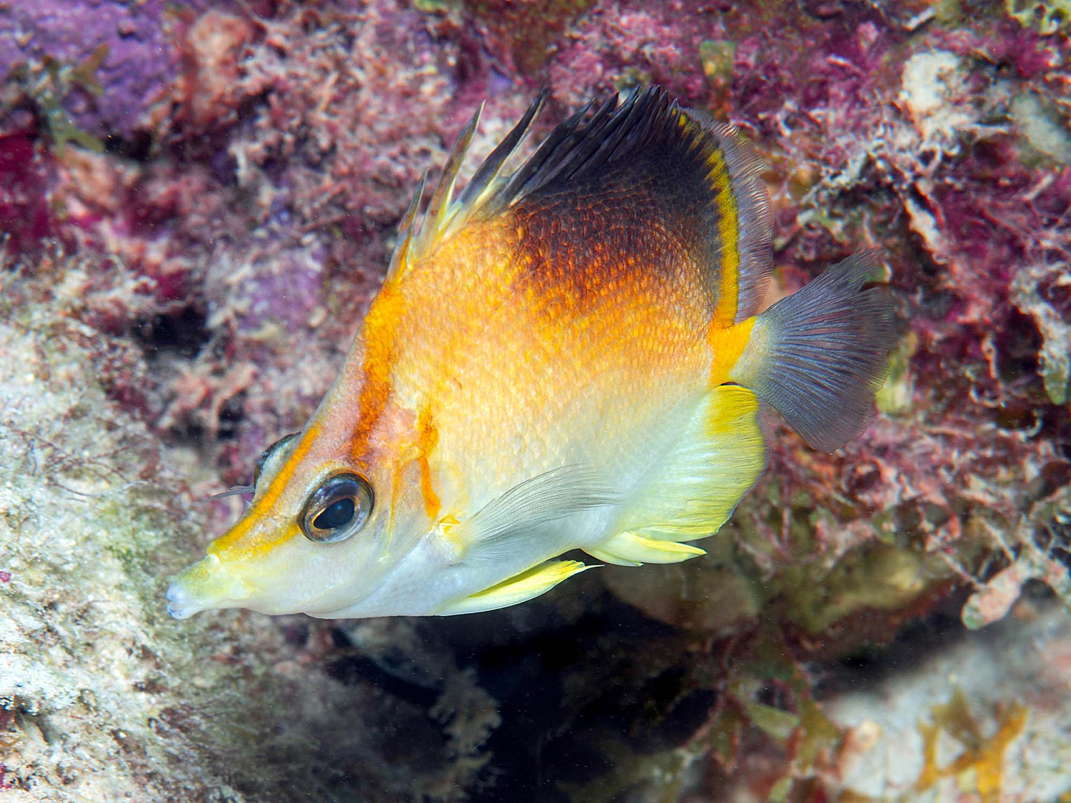 Eric Riesch Butterfly Longsnout Fish image taken with Ikelite Underwater Housing and Ikelite Strobes